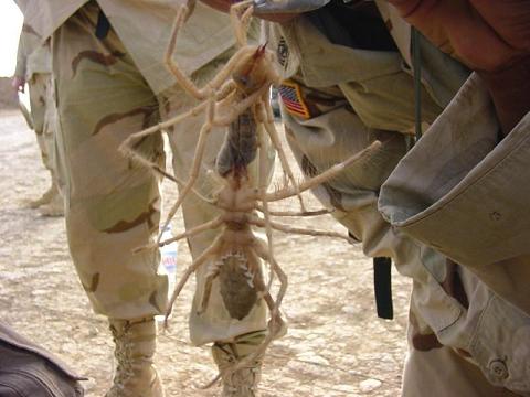 Awesome Birthday Cakes on Giant Camel Spiders    My New Bollywood Wallpaper