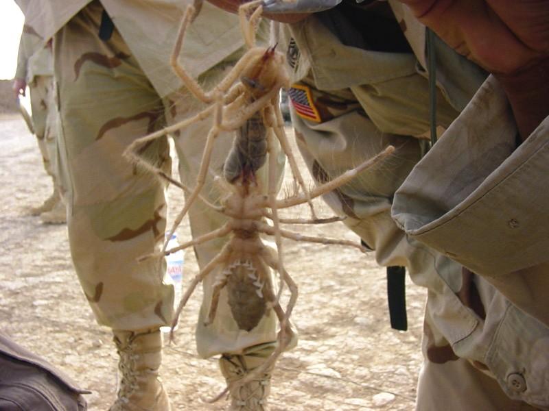 iraqi-spider.jpg